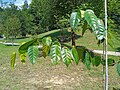 Richetia peltata at Kepong Botanical Garden 20230625 111822.jpg