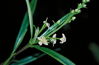 <i>Ricinocarpos ledifolius</i> Species of shrub