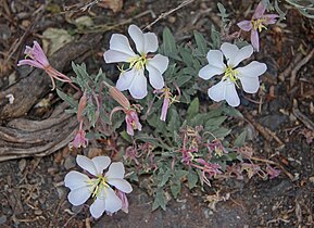 Oenothera caespitosa