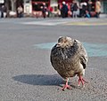 * Nomination Rock dove (Columba livia) walking on place de la Bourse, Brussels, Belgium --Trougnouf 17:17, 31 May 2018 (UTC) * Promotion Crop needed. The cut-off pigeon in the background is disturbing.--Peulle 17:29, 31 May 2018 (UTC) Would it be better to crop the left pigeon out entirely? I feel that the current cut is not as disturbing as cutting off the main subject's shadow. I uploaded the uncropped picture on File:Rock dove (Columba livia) walking on place de la Bourse, Brussels, Belgium (DSCF4422, uncropped).jpg, a (better IMO) alternative would be to uncrop a bit to the left (until the left-bottom pigeon begins) and inpaint the top-left pigeon's tail. --Trougnouf 18:37, 31 May 2018 (UTC) My opinion: get rid of it. Make the crop and leave only the pigeon that is in focus. It will not be downsizing, since you're not changing the resolution, just cutting away something that came into the frame.--Peulle 19:43, 31 May 2018 (UTC) @Trougnouf: Is there a spot removal function in Darktable? Try to remove the cut-off pigeon. BTW, the image is really cool. --Basotxerri 19:55, 31 May 2018 (UTC)Thank you! I got the best of both worlds, I managed to inpaint the bird on the left at last using a combination of darktable's spot removal (which did most of the work) and gimp's resynthesize plugin --Trougnouf 20:56, 31 May 2018 (UTC)