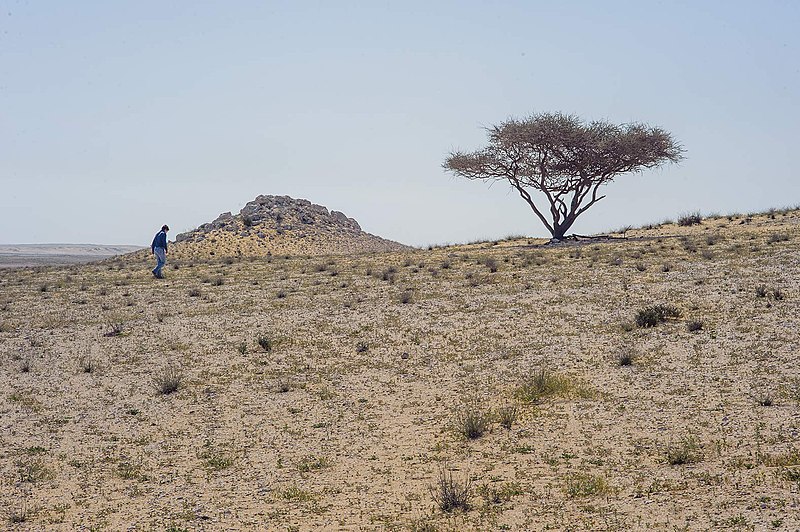 File:Rocky lightly vegetated desert in Umm Bab with Acacia tortilis.jpg