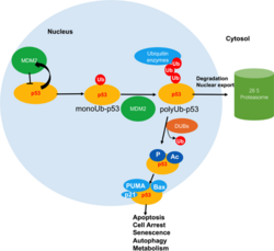 MDM2 mediates p53 poly-ubiquitination and proteasomal degradation Role of USP7 in p53-dependent path.png