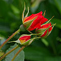 Rose buds