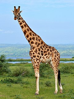 Rothschilds giraffe