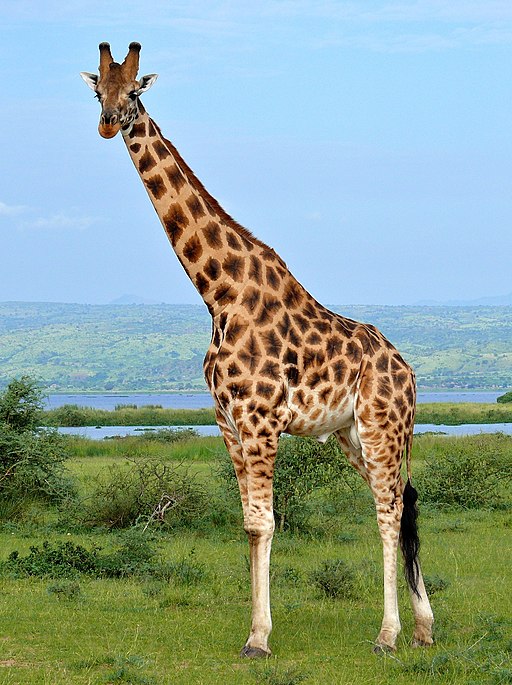 Rothschild's Giraffe (Giraffa camelopardalis rothschildi) male (7068054987), crop & edit
