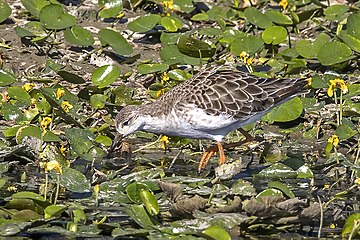 Ruff Philomachus pugnax