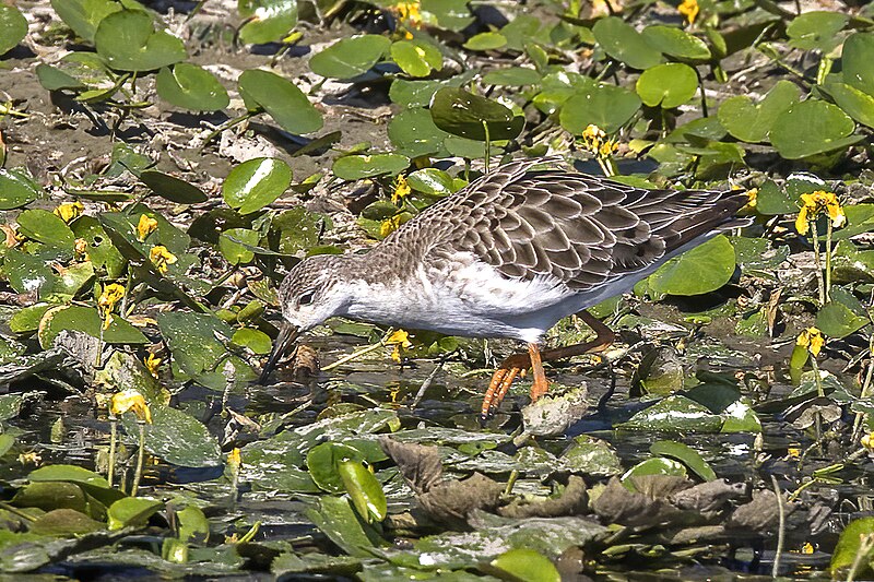 File:Ruff (Calidris pugnax) female Danube delta.jpg