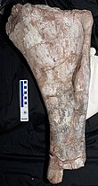 Rukwatitan humerus.jpg