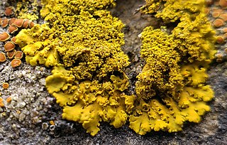 <i>Rusavskia sorediata</i> Species of lichen