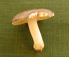 Russula medullata.jpg