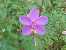 Tibouchina – Wikipédia, a enciclopédia livre