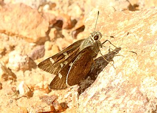 <i>Atrytonopsis lunus</i> Species of butterfly