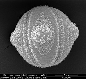 Pollen grain