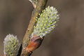 Salix appendiculata, blühendes weibliches Kätzchen