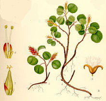 Salix herbacea dvärgvide.jpg