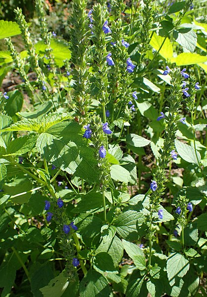 File:Salvia hispanica kz1.jpg