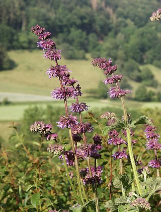 <i>Salvia verticillata</i> Species of flowering plant