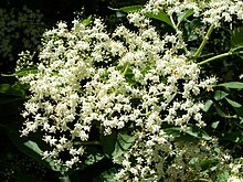 Sambucus nigra 003.jpg