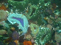 Sandy anemones