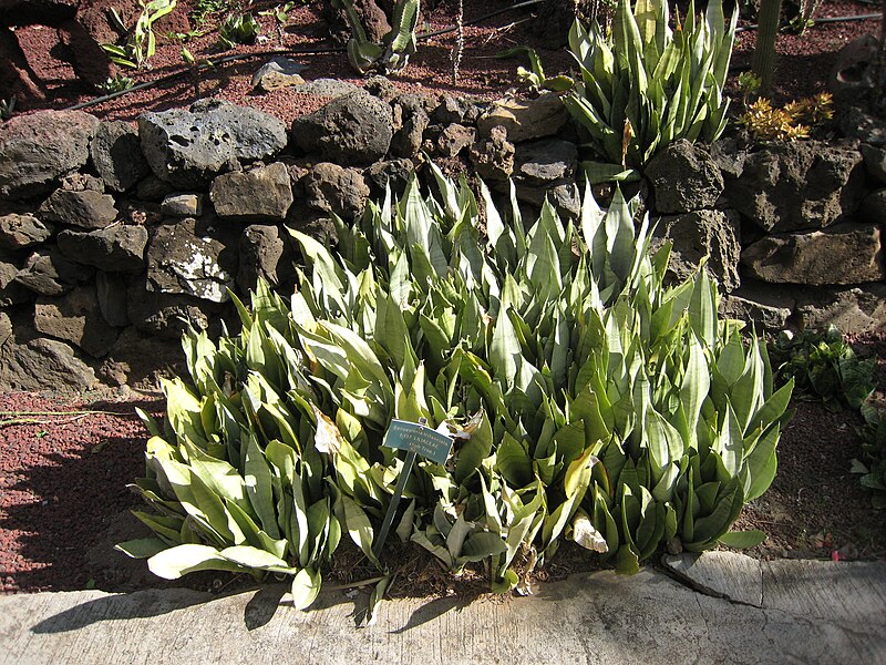 File:Sansevieria trifasciata - Jardin d'Éden.jpg