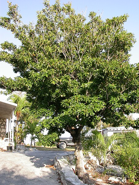File:Sapodilla tree.jpg