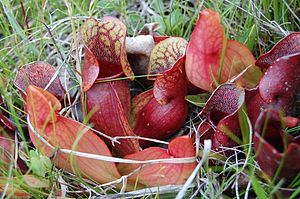 자주사라세니아(Sarracenia purpurea)