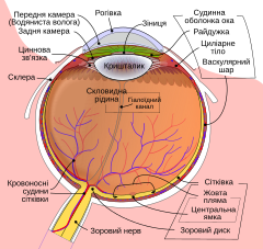 Template:Other versions/Schematic diagram of the human eye - Wikimedia