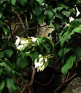 <i>Hydrangea glaucescens</i> Species of plant in the genus Hydrangea