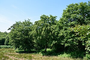 Schleswig-Holstein, Brickeln, Landschaftsschutzgebiet Papenknüll Brickeln NIK 6694.JPG