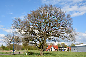 Schleswig-Holstein, Heede, Naturdenkmal 46-02 NIK 2937.JPG