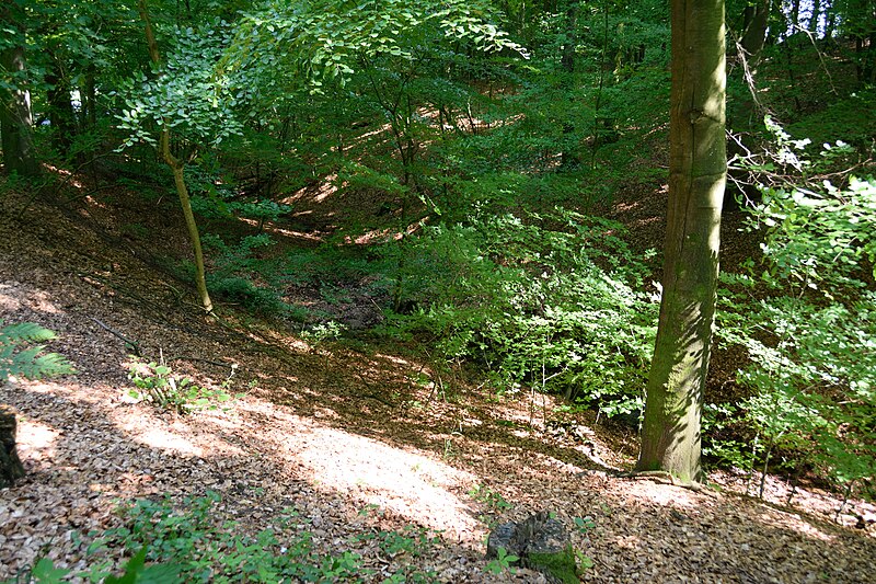 File:Schleswig-Holstein, Oelixdorf, Landschaftsschutzgebiet Waldfläche „Bornbusch“ bei Oelixdorf NIK 6361.JPG