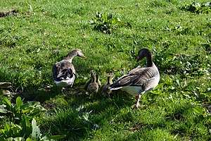 Schleswig-Holstein, Rantrum, Naturerlebnisraum NIK 4947.jpg