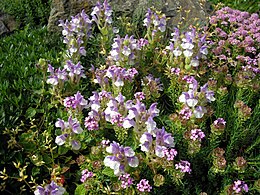 Alpinė kalpokė (Scutellaria alpina)