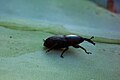 Scyphophorus acupunctatus