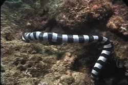 Tiedosto:Sea Snake eating Moray Eel, Fiji (Laticauda colubrina vs. Gymnothorax sp.).webm
