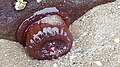 Sea anemone survives at low tide, Saundersfoot beach, Pembrokshire, Wales.jpg