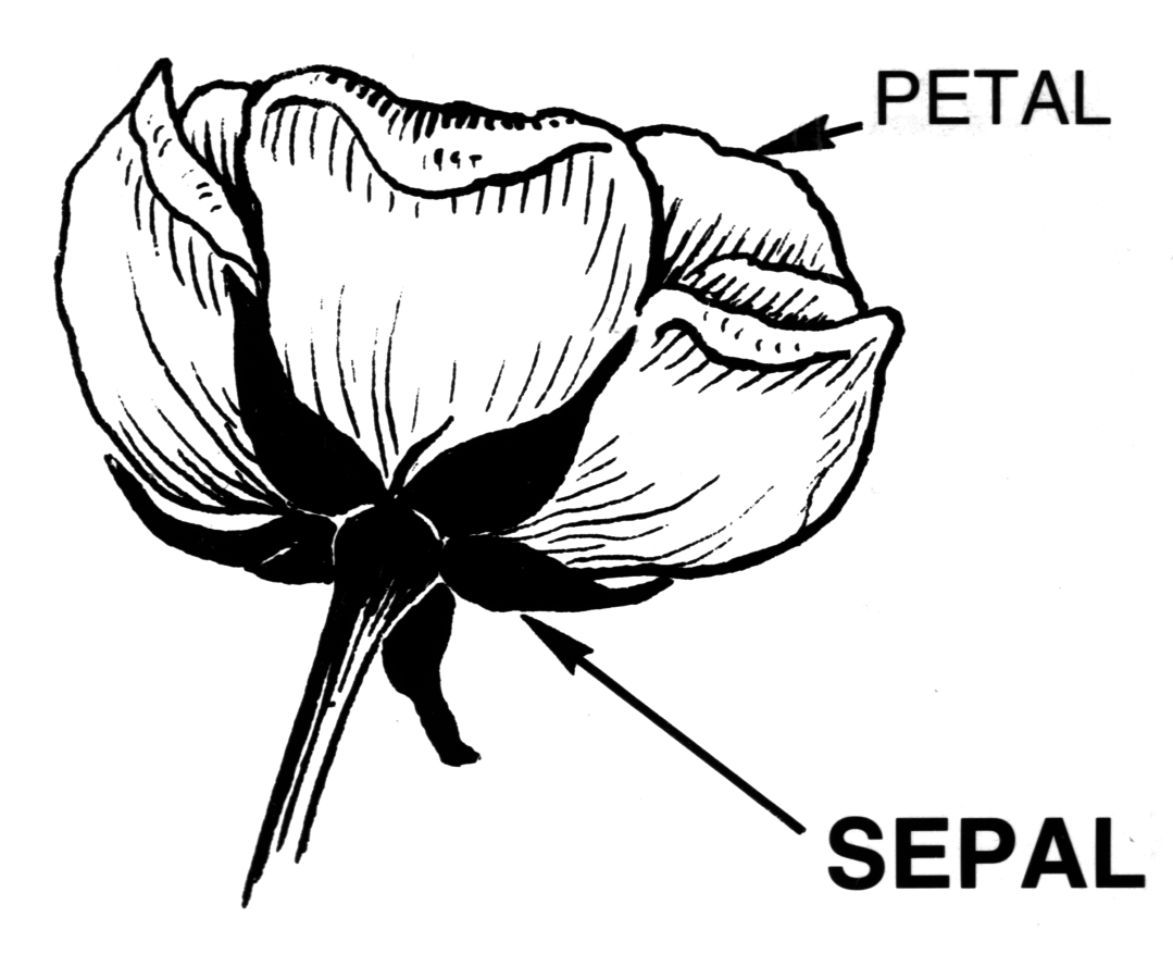 Black and white drawing of flower.  Notes that petals are the inner parts of the bloom (what we often think of as the flower), while sepals are the outermost parts (we often seen them as the green "stuff" around a "flower" before it blooms).