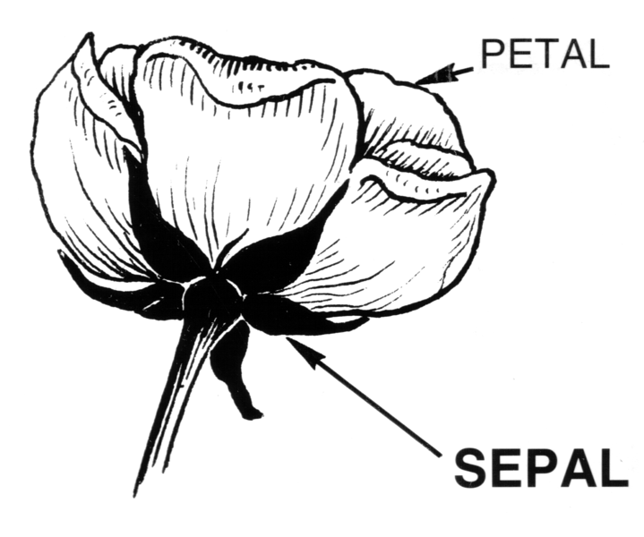 File:Sepal2 (PSF).png