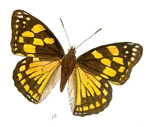 A SephisaDichroa197_1b.jpg kép leírása.