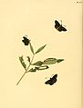 95. Papilio tetrastigma (unidentified)