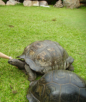 Seychelles giant tortoise.jpg