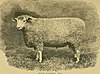 Sheep, breeds and management (1893) (14595246619).jpg