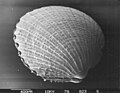 Bivalvia from marine sediment