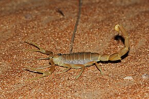 Beskrivelse af Shield-tailed Scorpion.jpg-billedet.