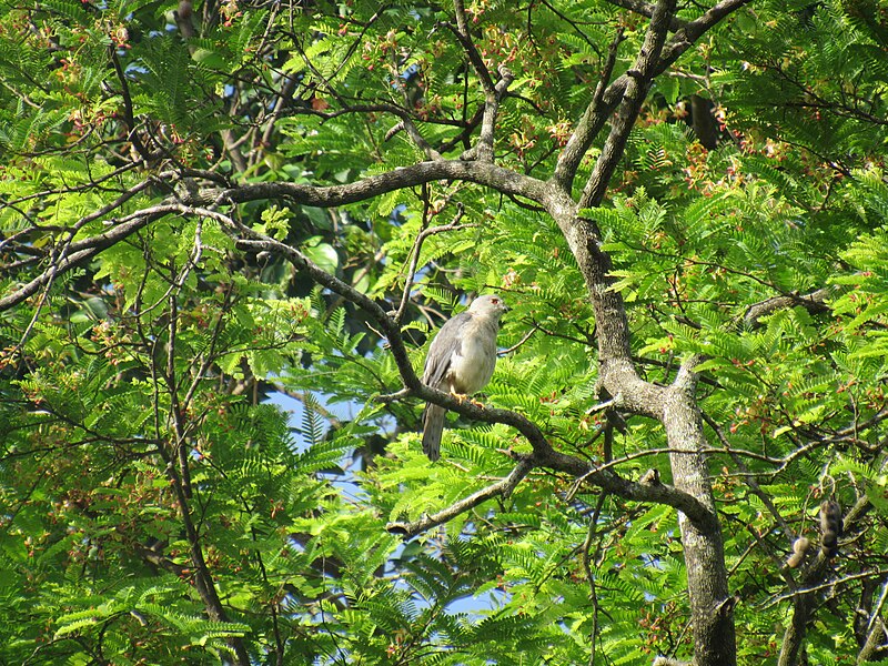 File:Shikra (Nachinola, Goa).jpg