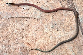 Sibynophis subpunctatus