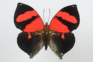 <i>Siderone galanthis</i> Species of butterfly