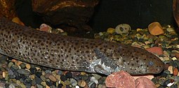 Close-up portrait of a Siren intermedia, or lesser siren Siren intermedia 2 cropped.jpg