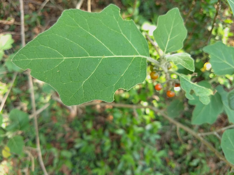 File:Solanum anguivi - Forest Bitterberry, African Eggplant, Cheruchunda 3.jpg