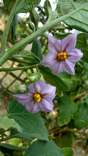 File:Solanum melongena flowers 05.jpg